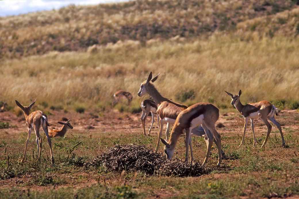 Impala, Kalahari Gemsbok NP